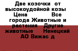 Две козочки  от высокоудойной козы › Цена ­ 20 000 - Все города Животные и растения » Другие животные   . Ненецкий АО,Вижас д.